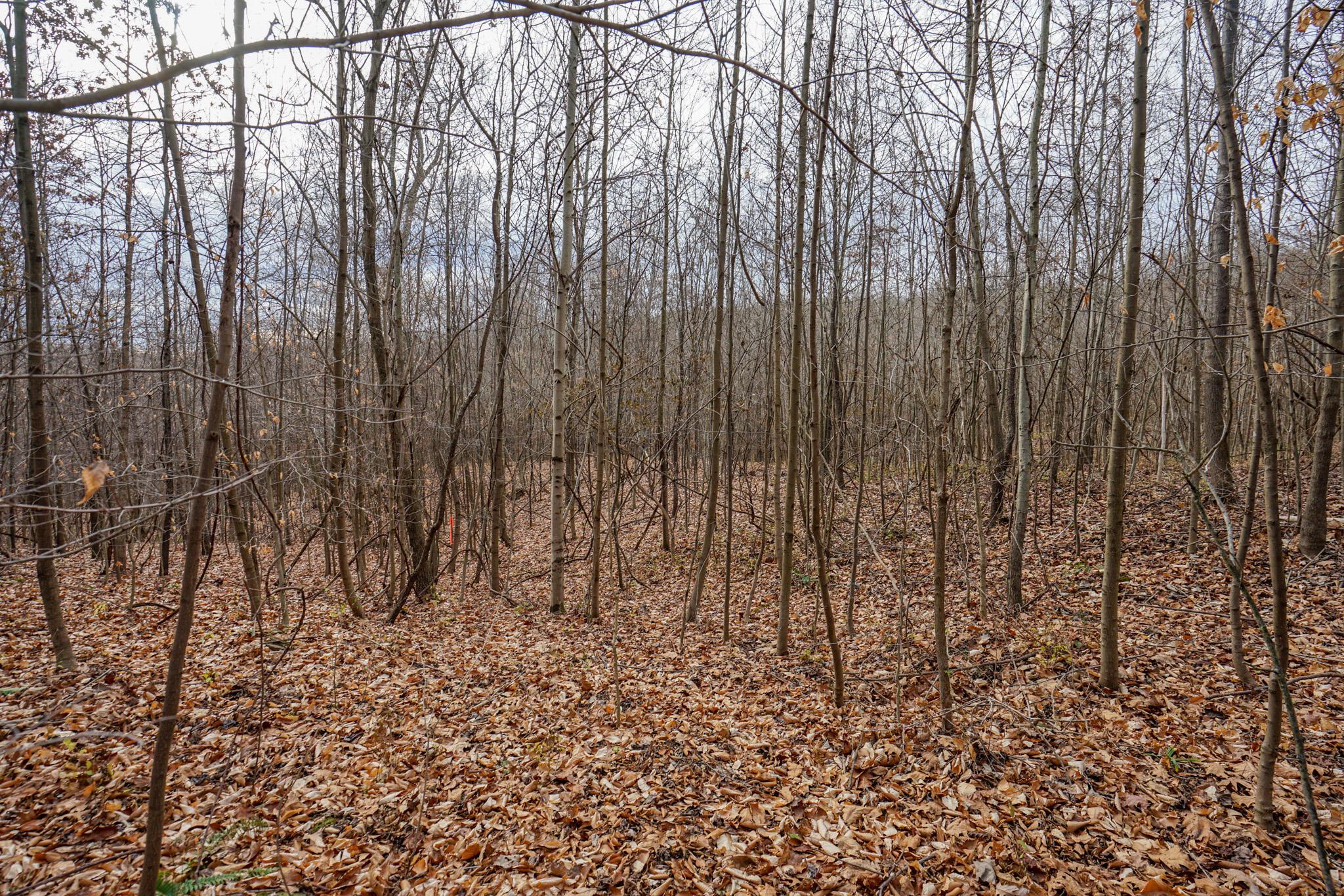 0 Fogle Road Caldwell, OH 43724 - Photo 13 of 42 DSC09897