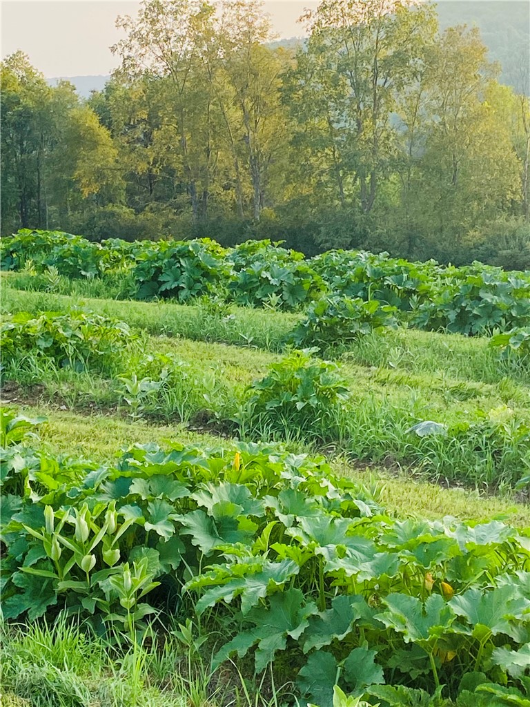 184 Lower Reservoir Road Oneonta, NY 13820 - Photo 30 of 50