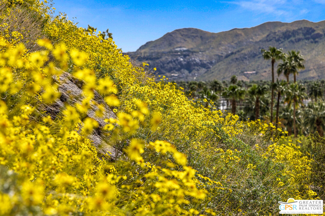 252 Ridge Road Palm Springs, CA 92264 - Photo 49 of 53