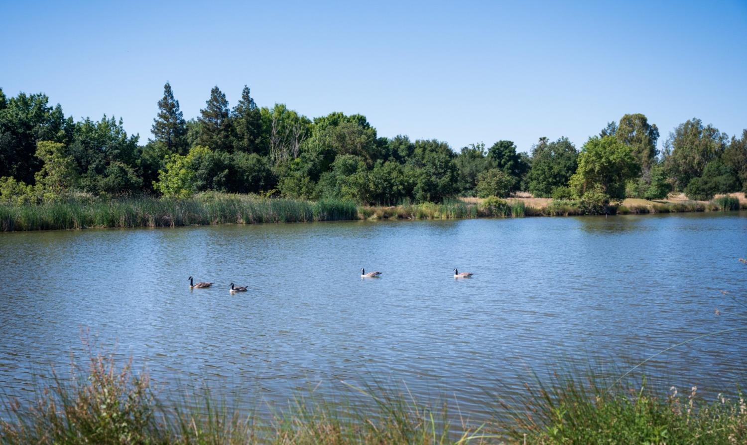 8136 Arrowfield Way Elk Grove, CA 95757 - Photo 4 of 8 a view of a lake with houses in the background