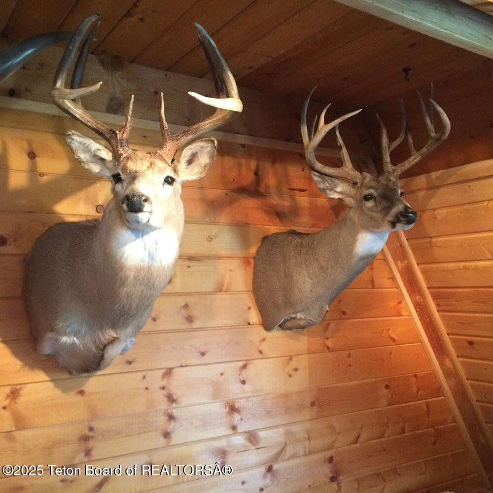 338 Gas Hills Road Riverton, WY 82501 - Photo 14 of 36 2 mules