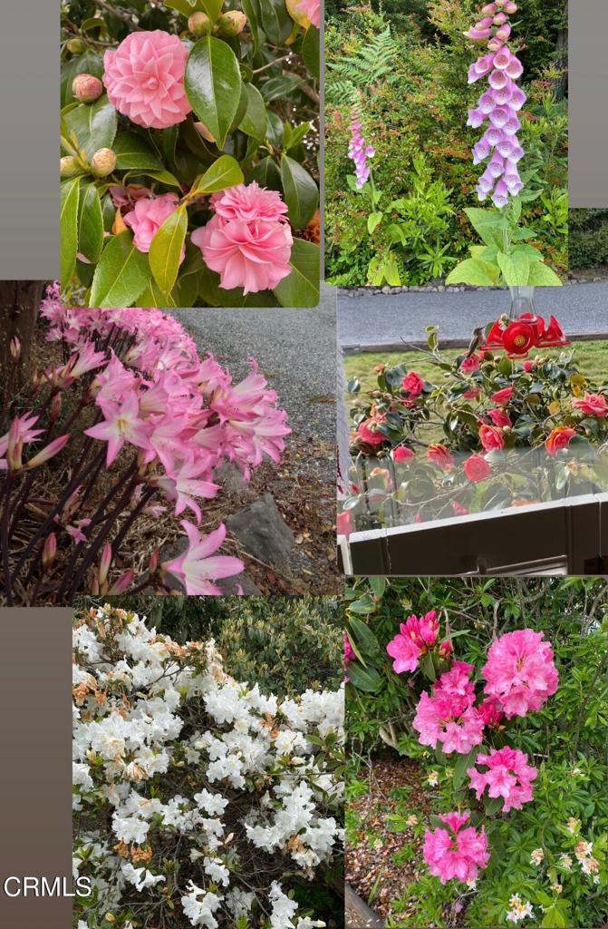 31400 Sherwood Road Fort Bragg, CA 95437 - Photo 15 of 55 a view of a flowers in a lot of flowers