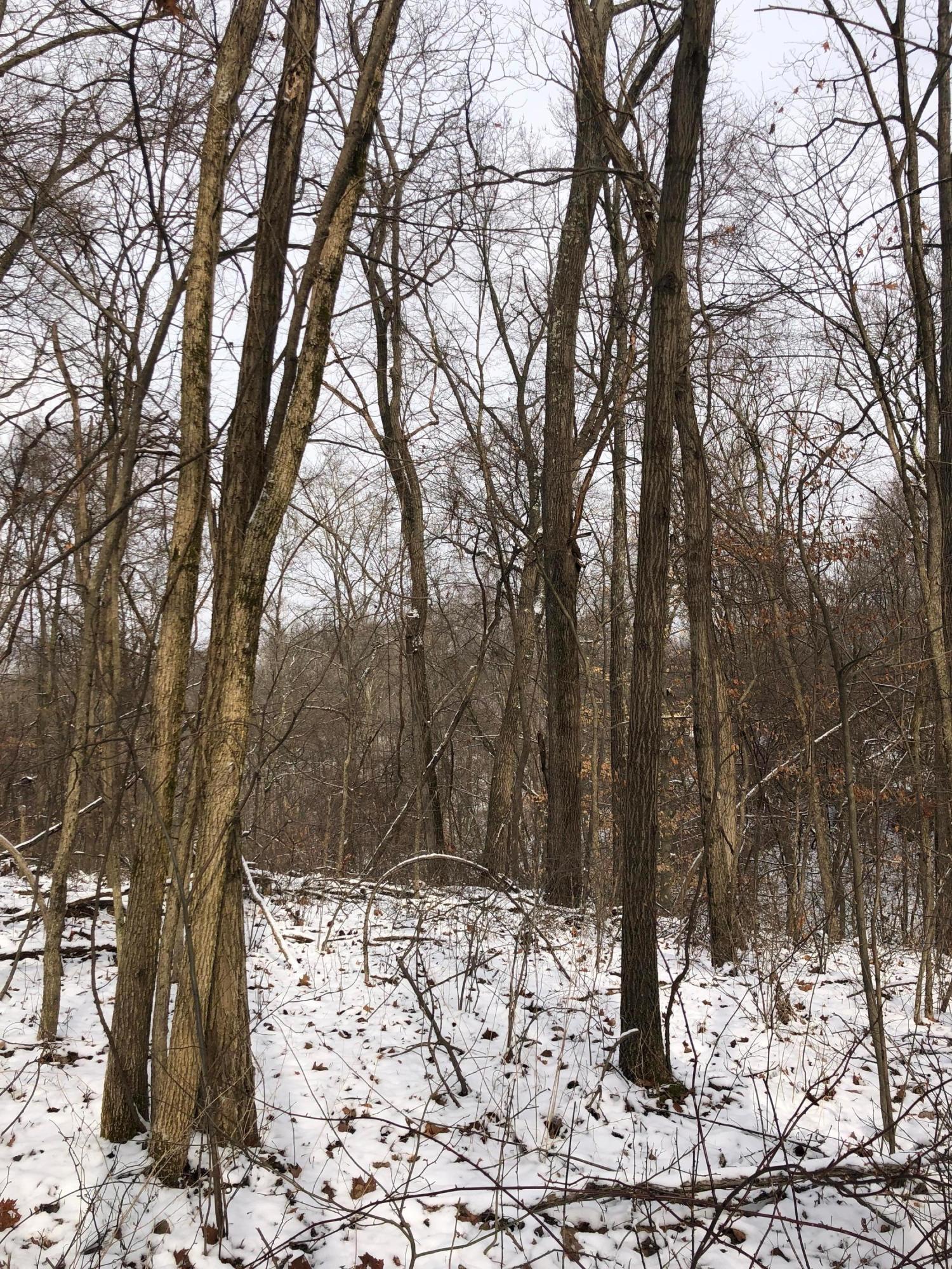 0 Zane Grey Road Norwich, OH 43767 - Photo 9 of 20 Gallery Image 9
