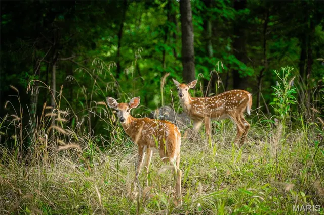 $6,000 | 2157 Lake Sherwood Drive, Lake Sherwood, MO 63357