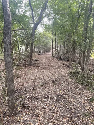 a view of a forest with trees in the background