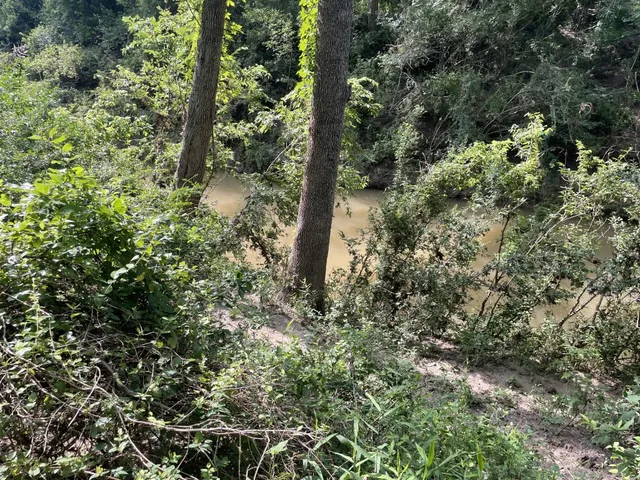 a view of a forest with a tree