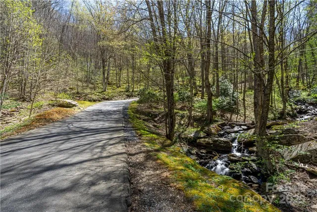 a view of a big yard with plants and large trees