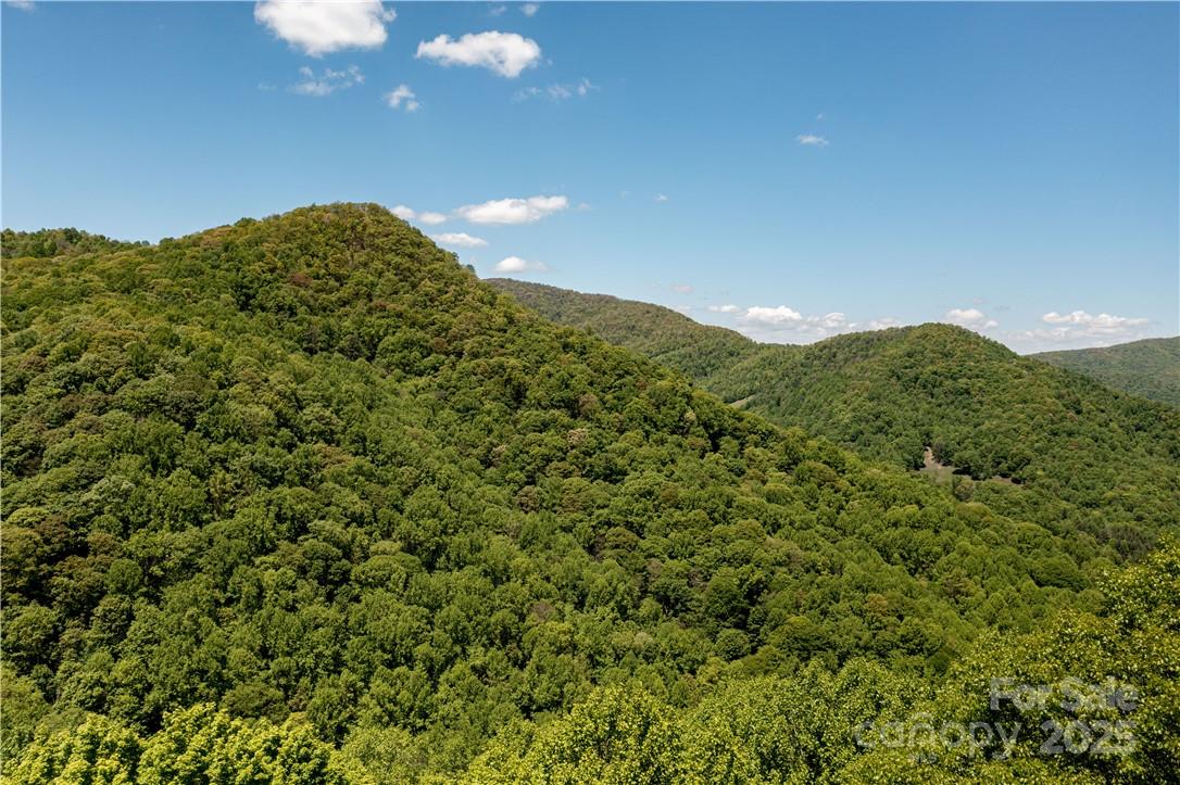 5 Wolfsbane Trail, Unit 5 Todd, NC 28684 - Photo 19 of 36 a view of a big yard with plants and large trees