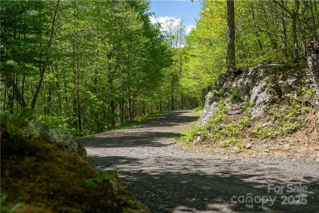 a view of a yard with plants and large trees
