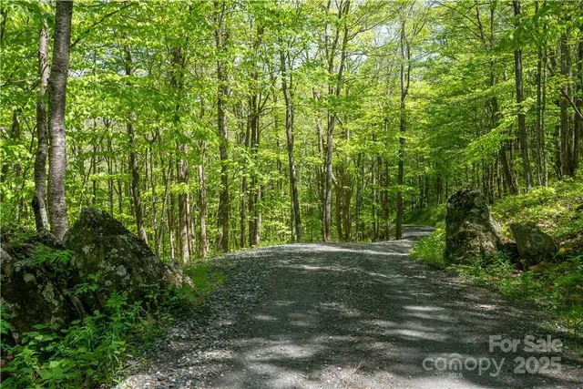 a view of a yard with large trees