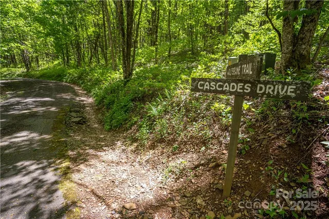 a view of a lush green forest