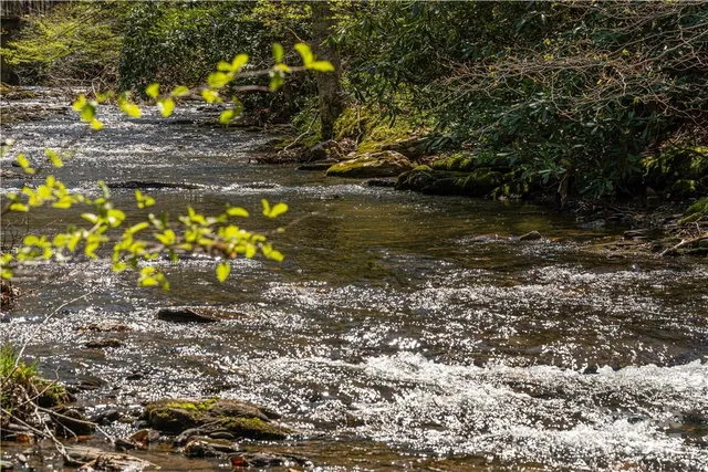a view of a yard with large trees