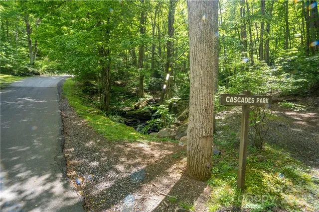 a view of a bunch of trees and bushes