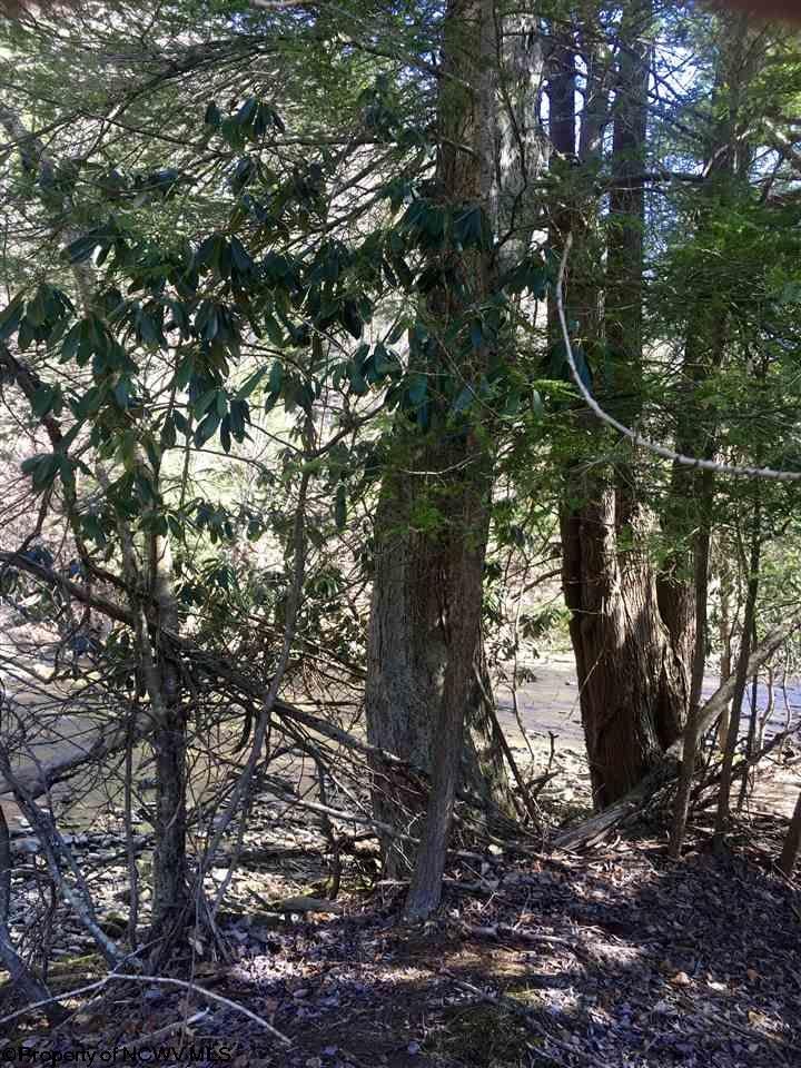 Tbd Horseshoe Run Road Parsons, WV 26287 - Photo 2 of 6 Gallery Image 2