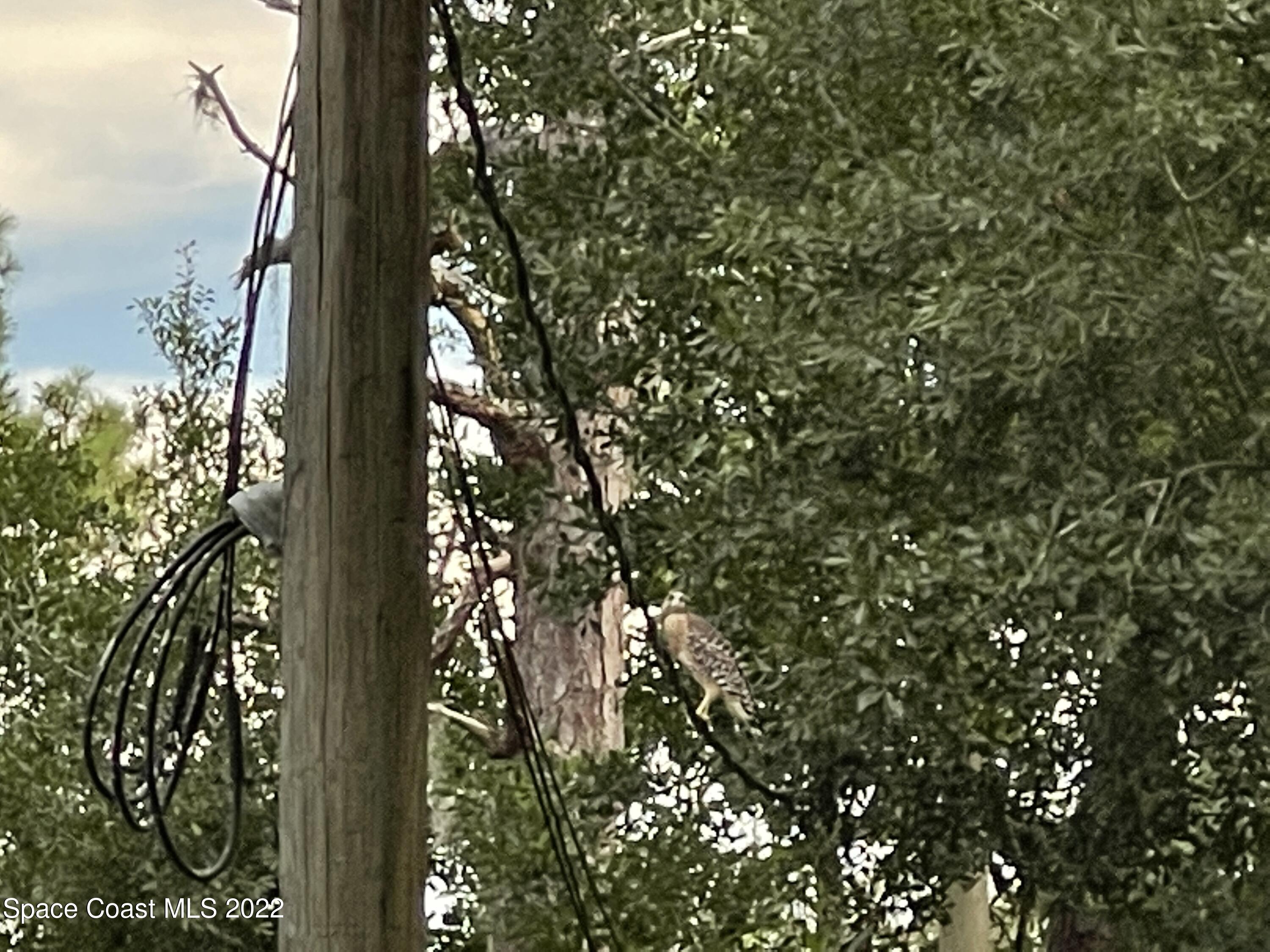4680 Aurantia Road Mims, FL 32754 - Photo 45 of 56 Hawk Visitor