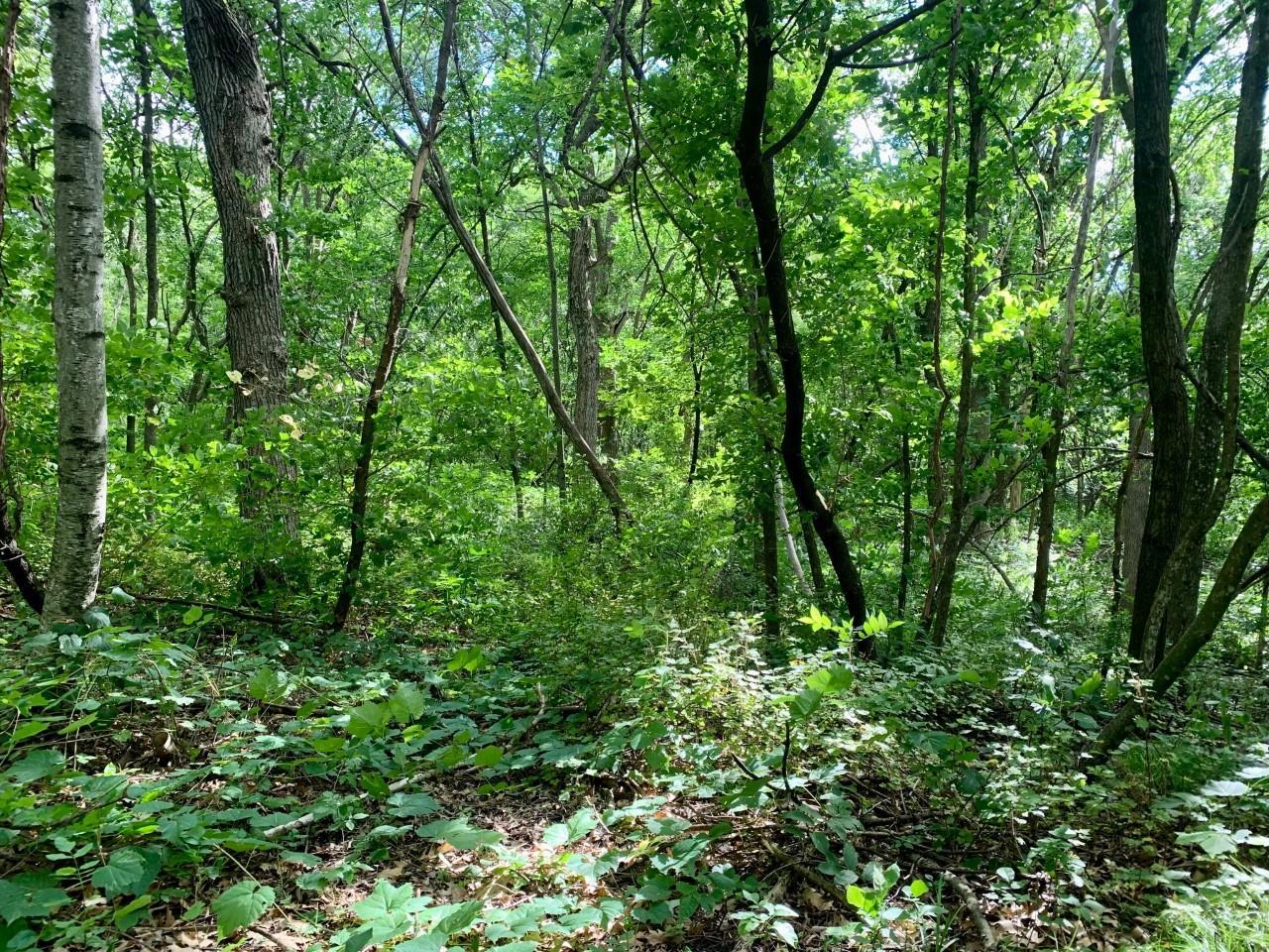 Lot 2 Crescent View Road Paynesville, MN 56362 - Photo 5 of 12