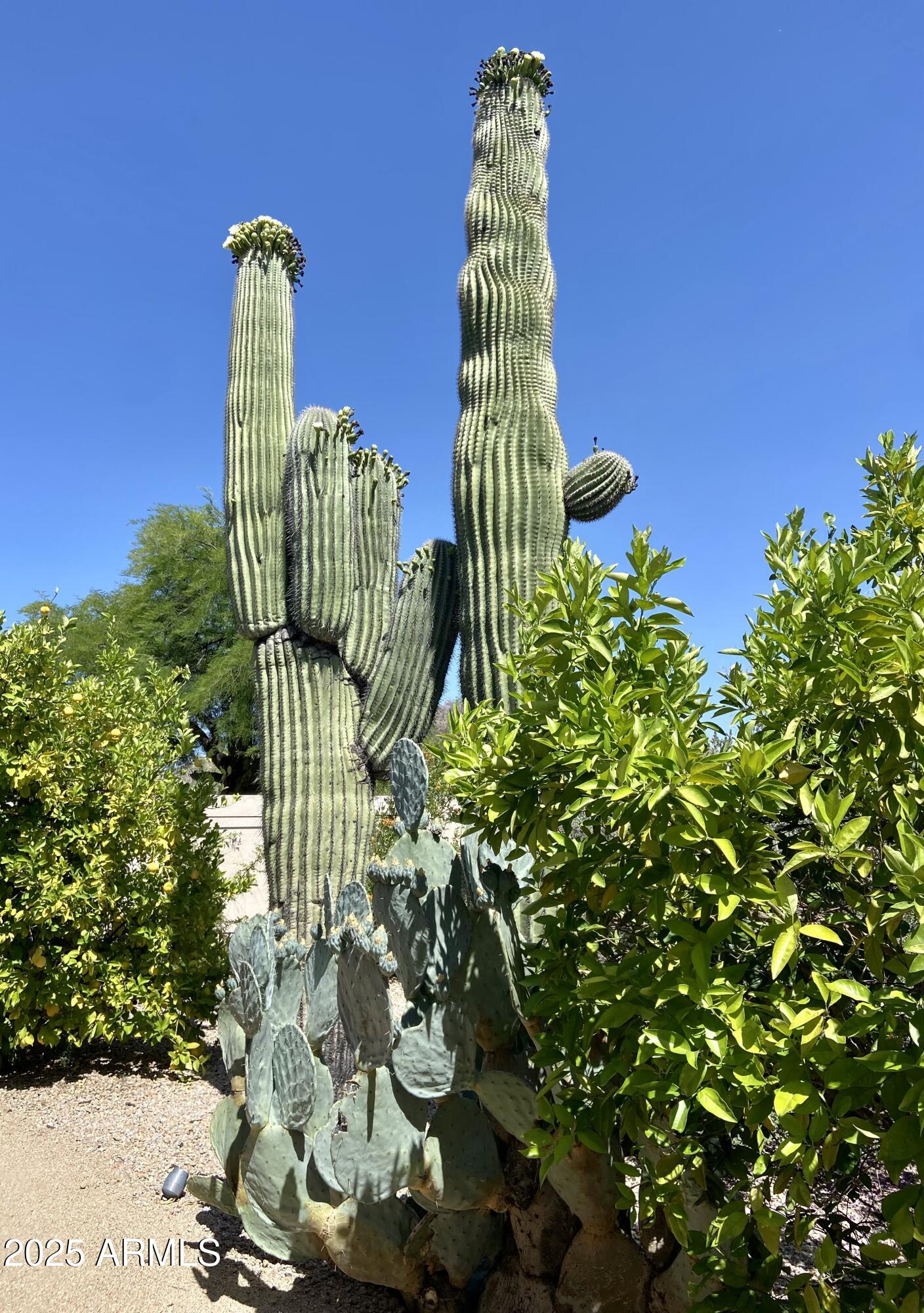 6867 East Crimson Sky Trail Scottsdale, AZ 85266 - Photo 60 of 97 Backyard Cactus/Lemon & Orange Trees