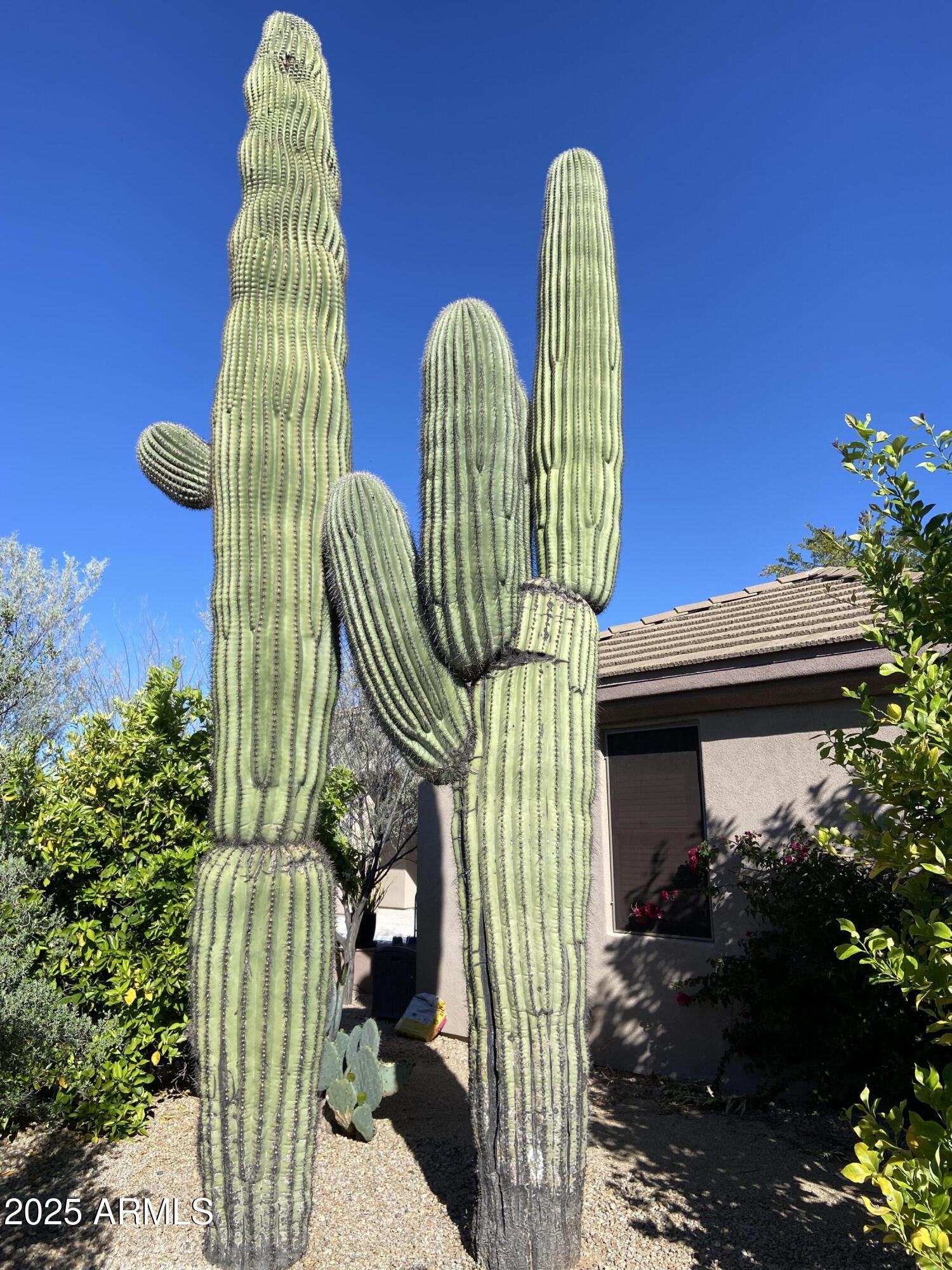 6867 East Crimson Sky Trail Scottsdale, AZ 85266 - Photo 61 of 97 Backyard Cactus 1