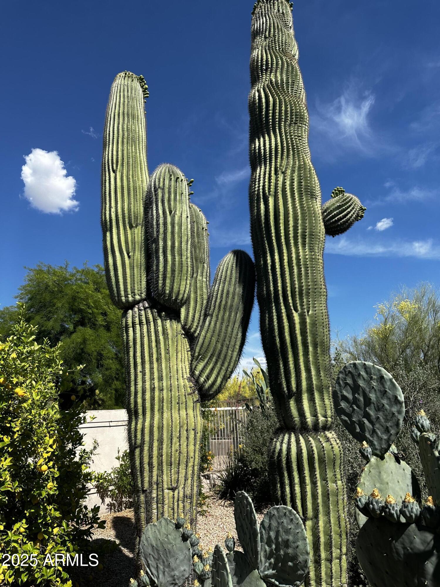 6867 East Crimson Sky Trail Scottsdale, AZ 85266 - Photo 63 of 97 Backyard Cactus 3
