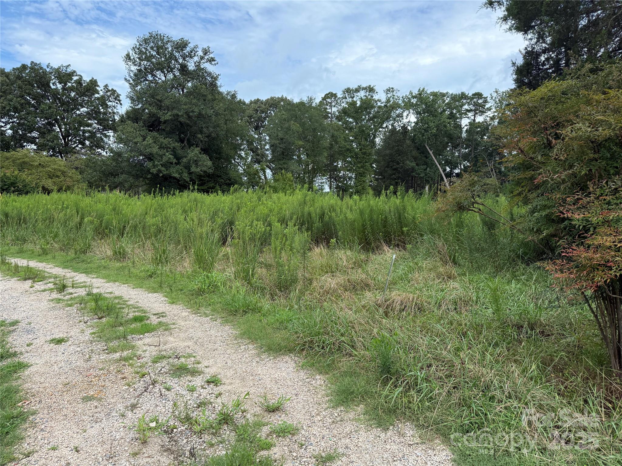 8188 Henry Harris Road, Unit 2 Fort Mill, SC 29707 - Photo 13 of 25 a view of a lush green forest with lots of trees