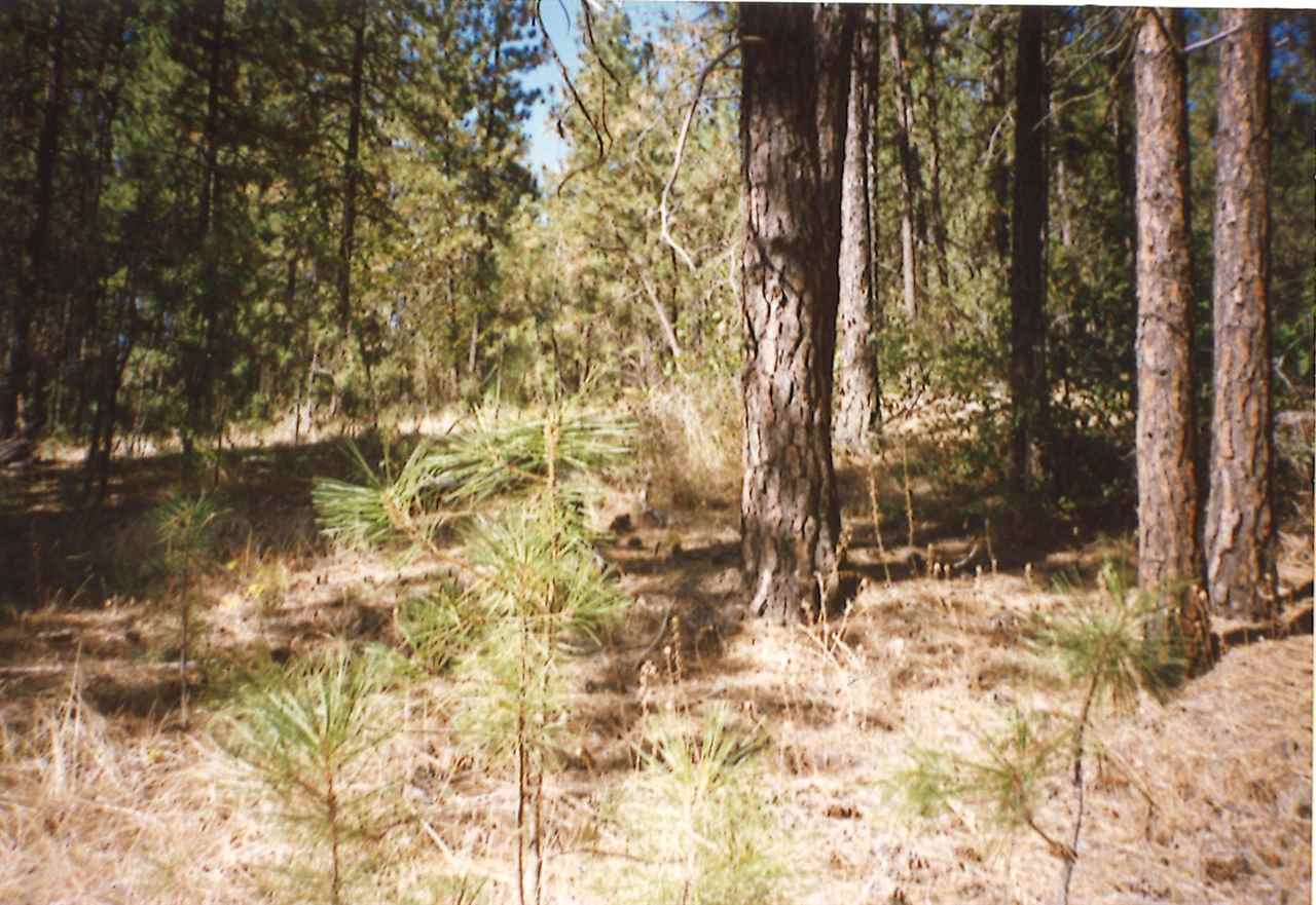 Xxx Xxx Nka Road Spokane, WA 99224 - Photo 4 of 4 Gallery Image 4