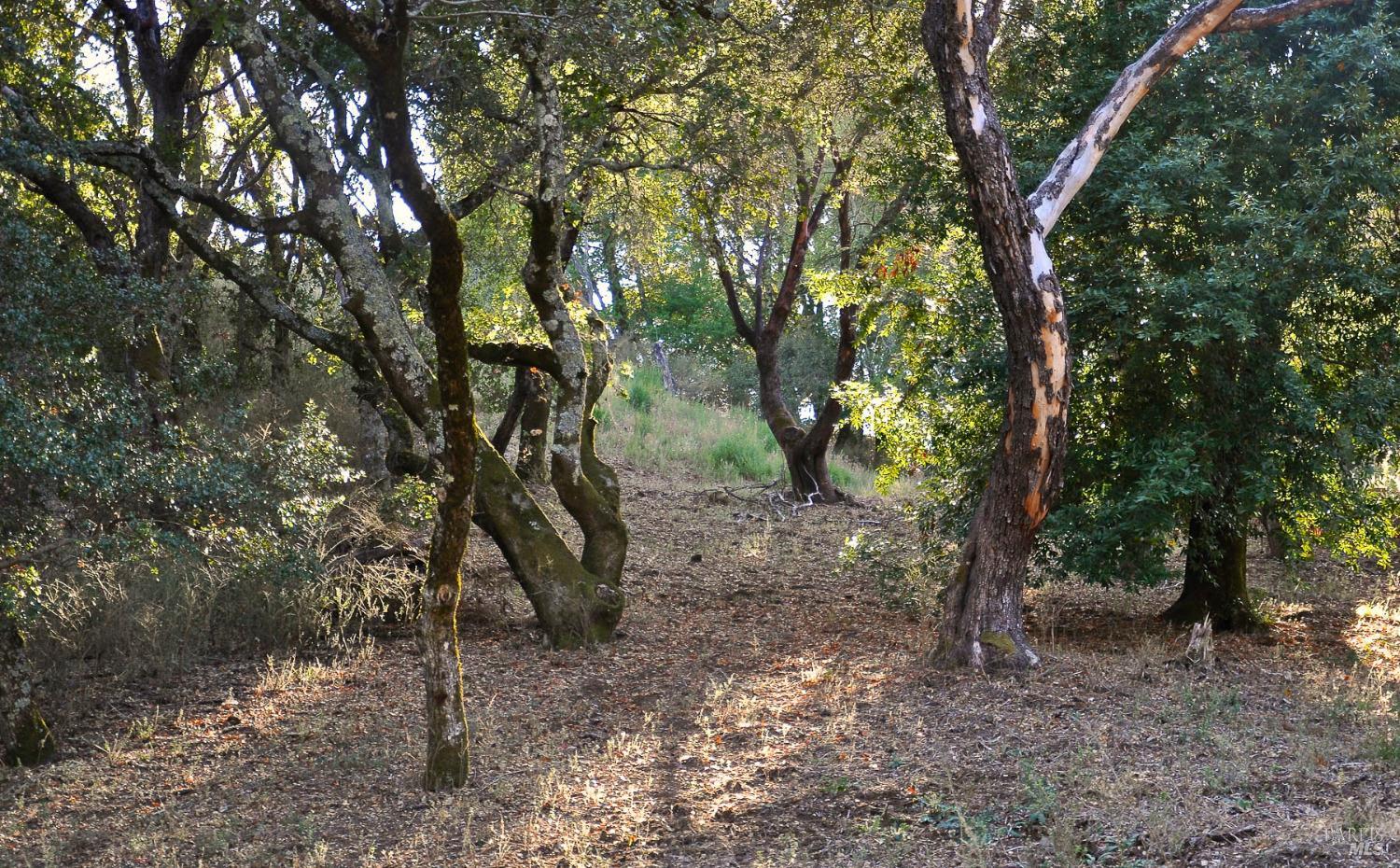 128 Ridgecrest Road Kentfield, CA 94904 - Photo 57 of 69