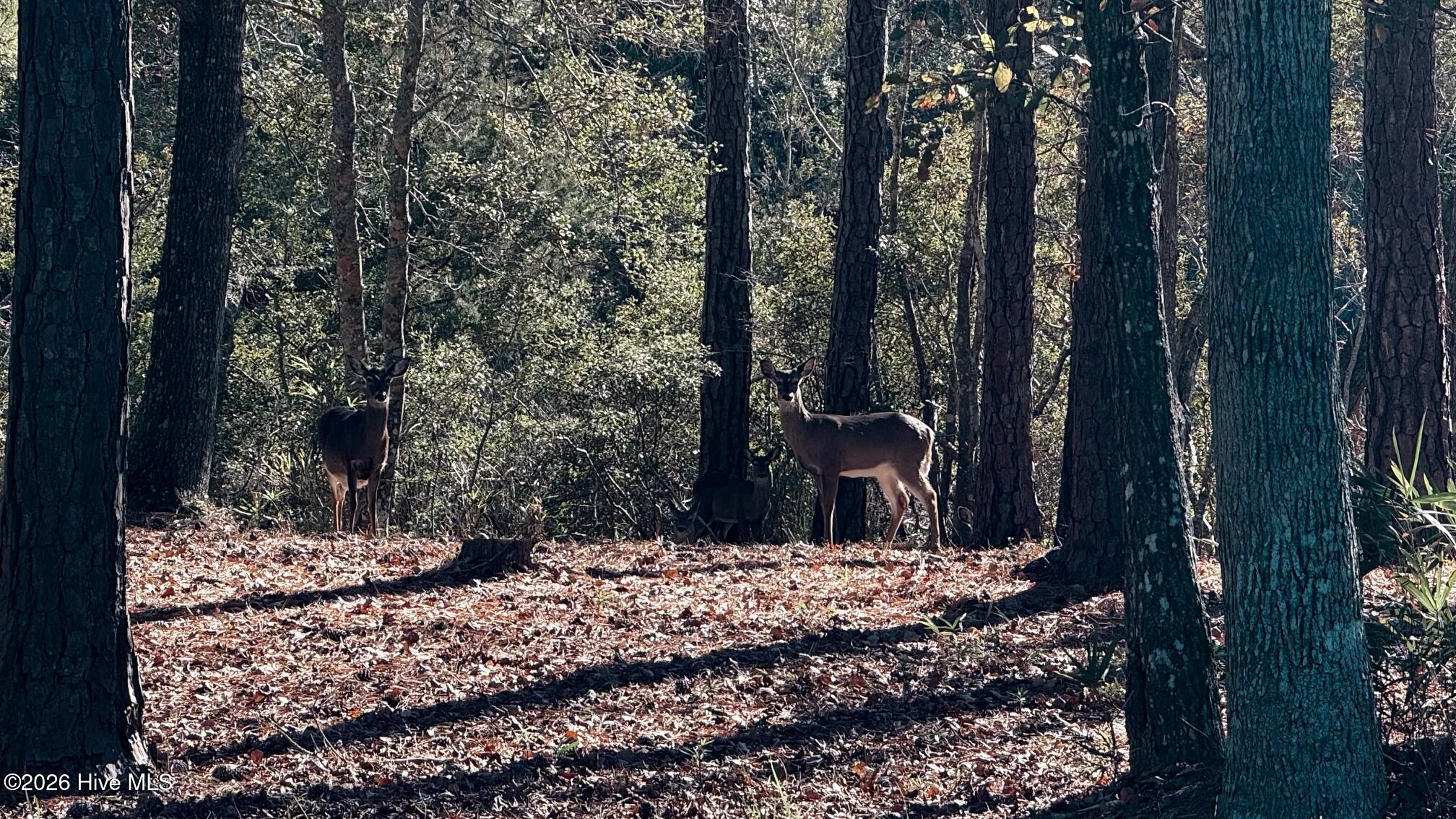 274 Genoe's Point Road Southwest Supply, NC 28462 - Photo 16 of 27 Beautiful Deer