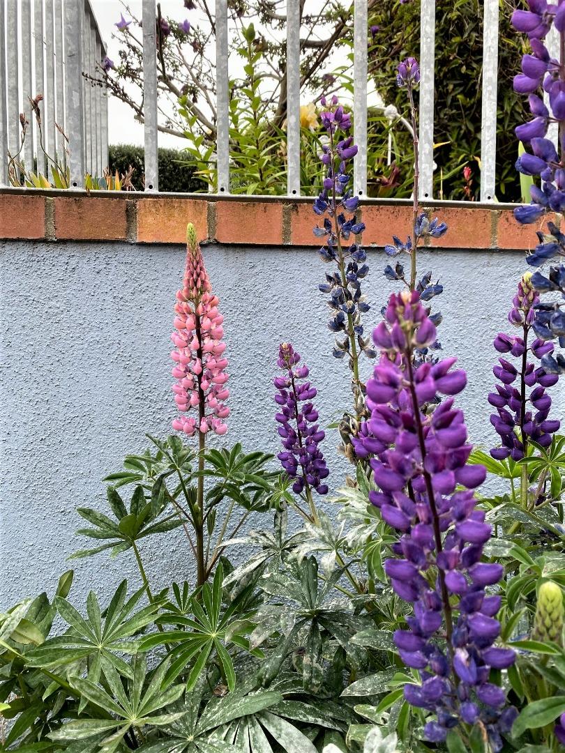 621 McClellan Avenue, Unit STUDIO Monterey, CA 93940 - Photo 26 of 32 a street view with flowers and sign board
