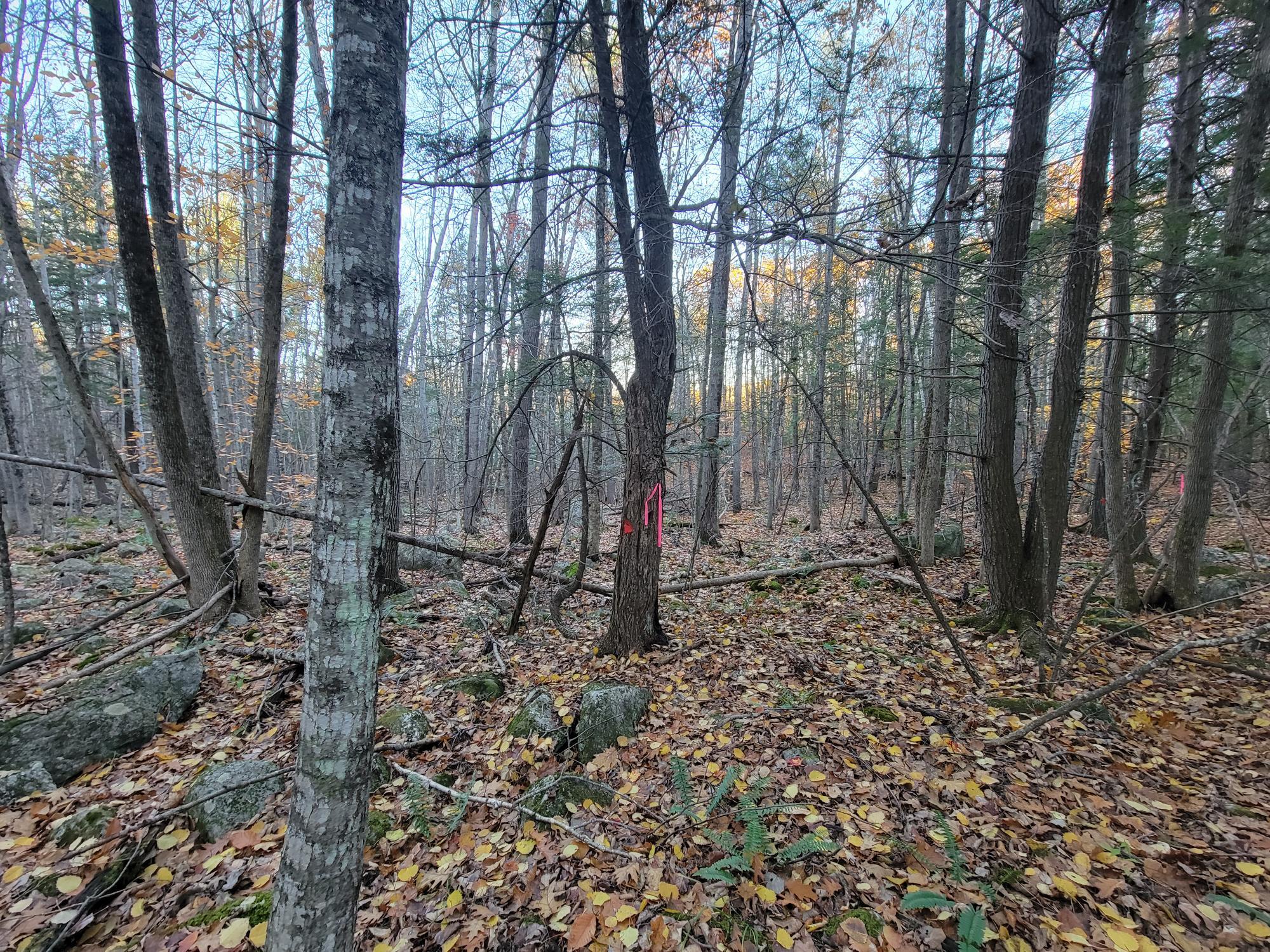 Lot B&c Quaker Ridge Road Greene, ME 04236 - Photo 8 of 10 20211101_162807