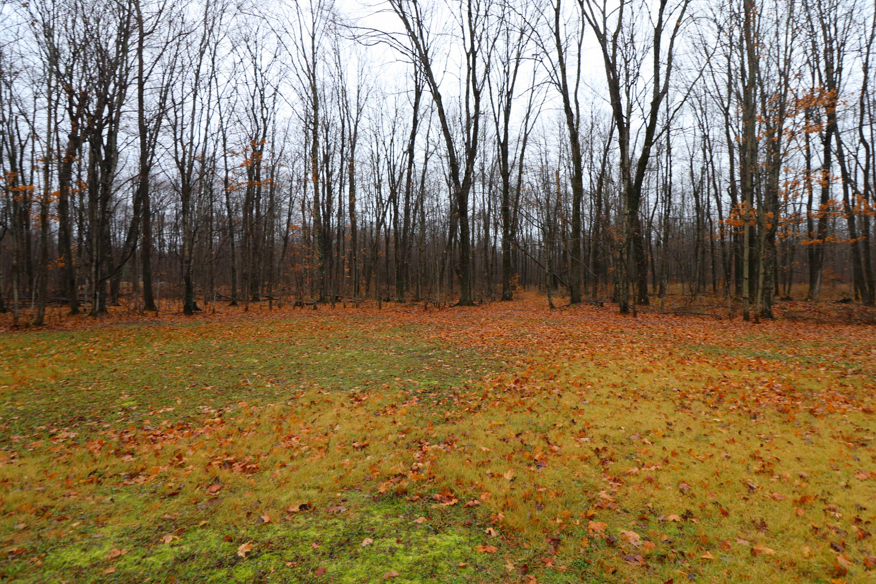 4603 West Poglese Road Hessel, MI 49745 - Photo 8 of 14 Gallery Image 8