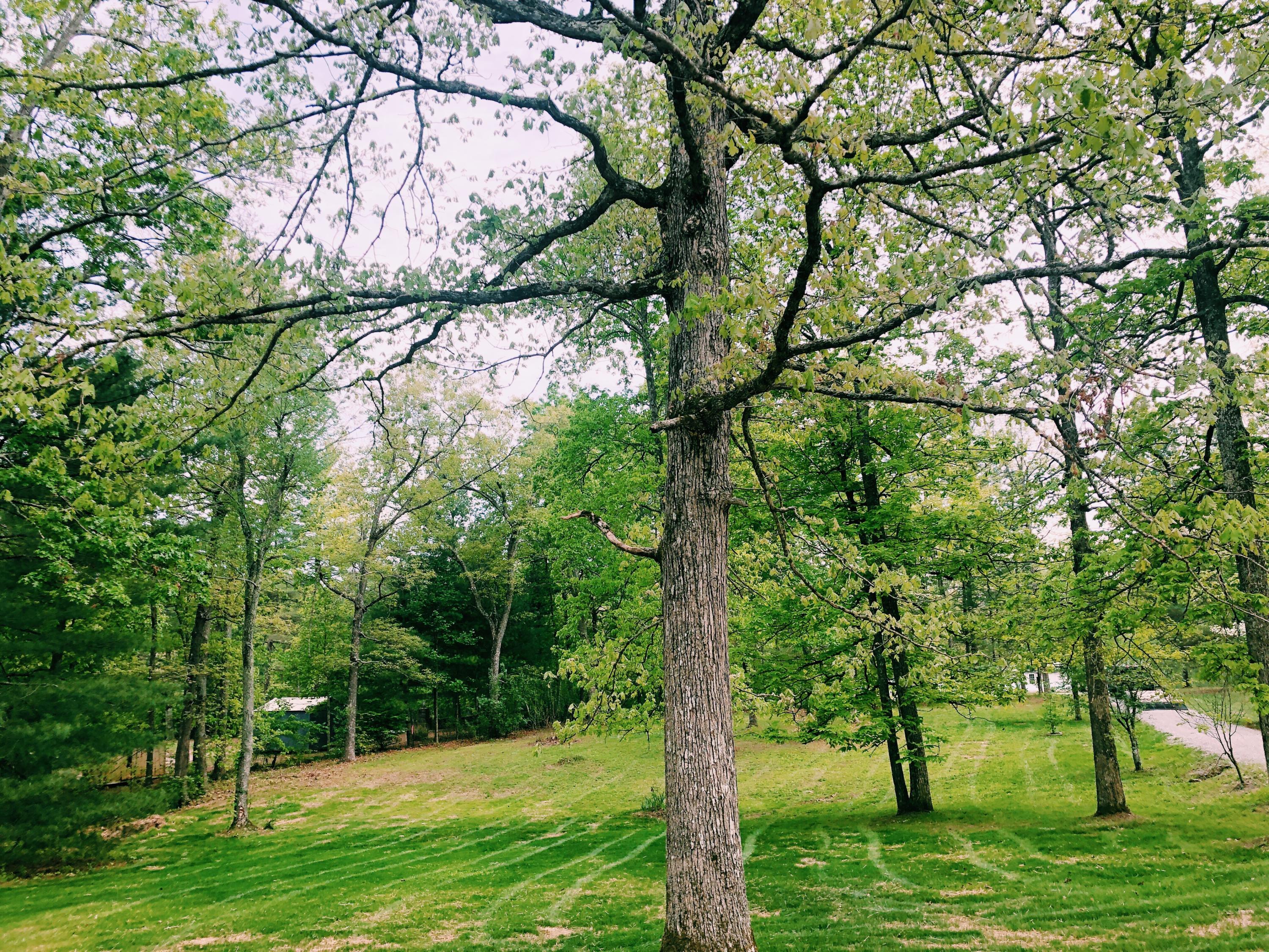 1960 Bell Road Crossville, TN 38571 - Photo 8 of 24 Front Yard