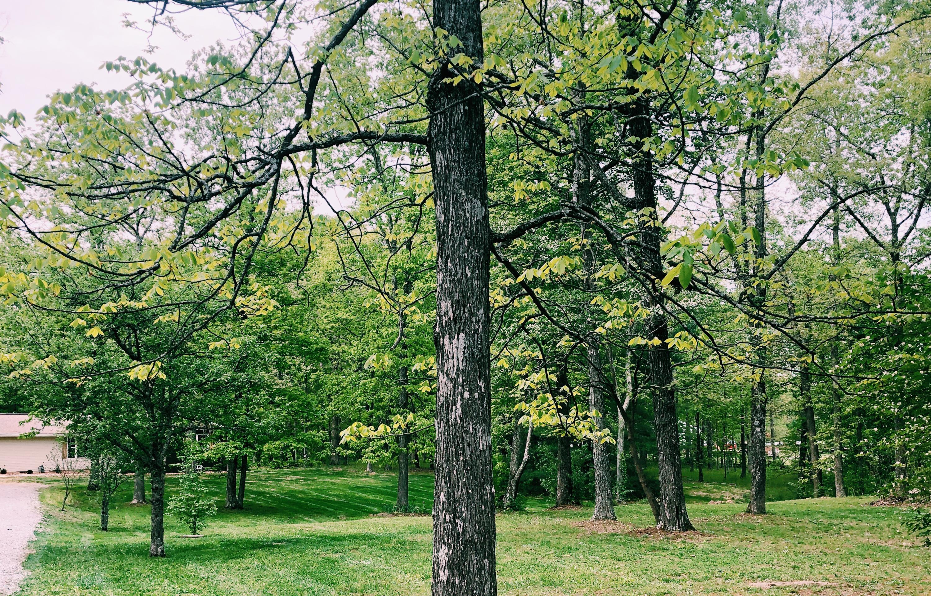 1960 Bell Road Crossville, TN 38571 - Photo 10 of 24 Front Yard