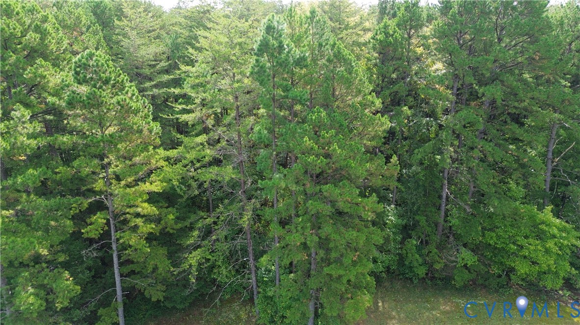 7246 MacDonald Road Scottsburg, VA 24589 - Photo 13 of 46 a view of a forest with lots of trees