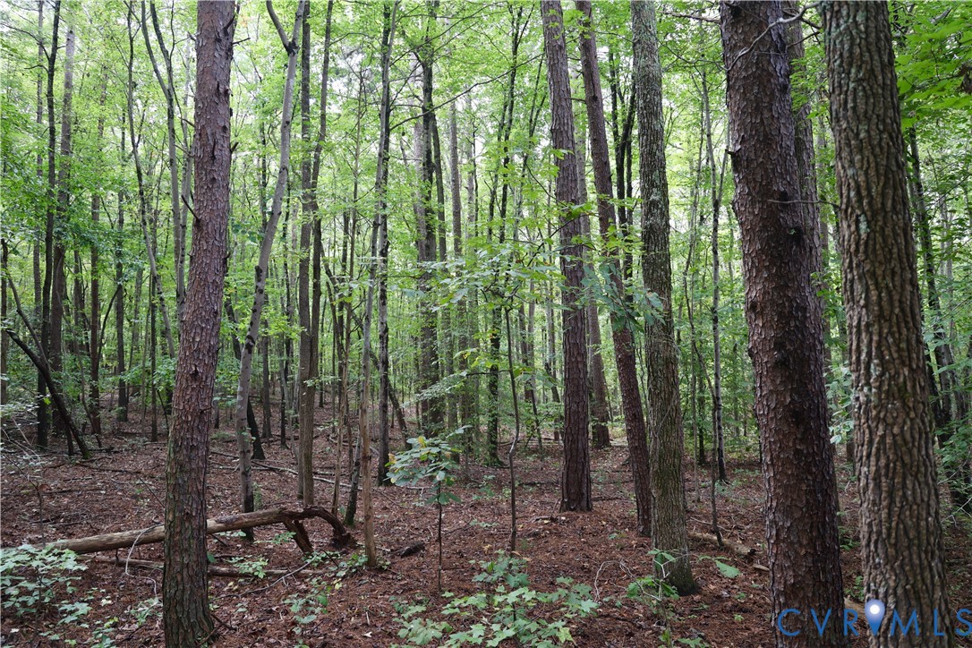7246 MacDonald Road Scottsburg, VA 24589 - Photo 19 of 46 a view of outdoor space and garden