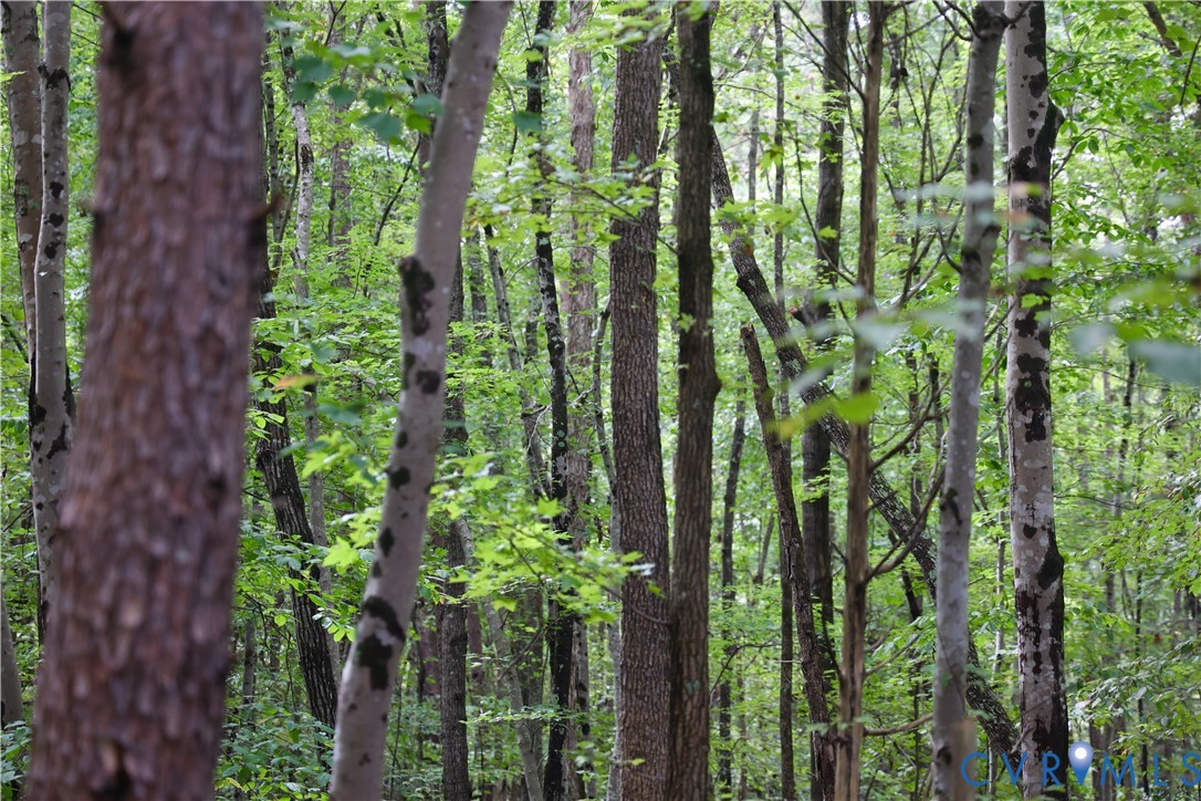7246 MacDonald Road Scottsburg, VA 24589 - Photo 44 of 46 a close up of a plant in a garden