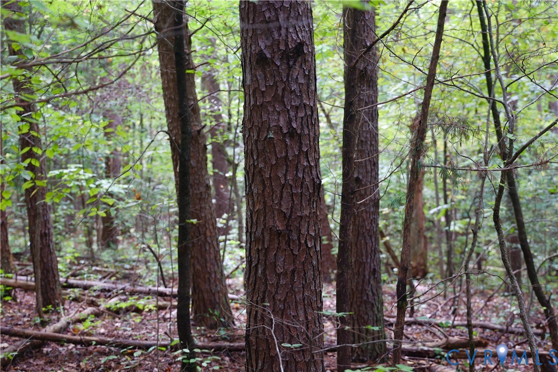 7246 MacDonald Road Scottsburg, VA 24589 - Photo 46 of 46 a view of forest