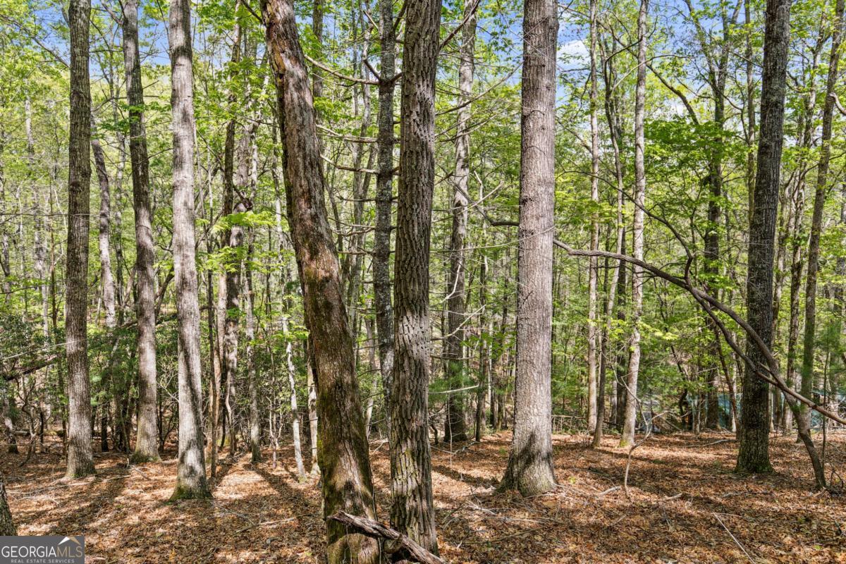 75-acre Chinkapin Drive Blue Ridge, GA 30513 - Photo 16 of 22