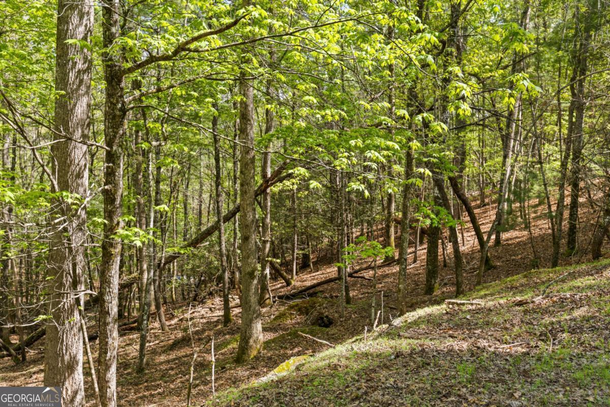 75-acre Chinkapin Drive Blue Ridge, GA 30513 - Photo 19 of 22