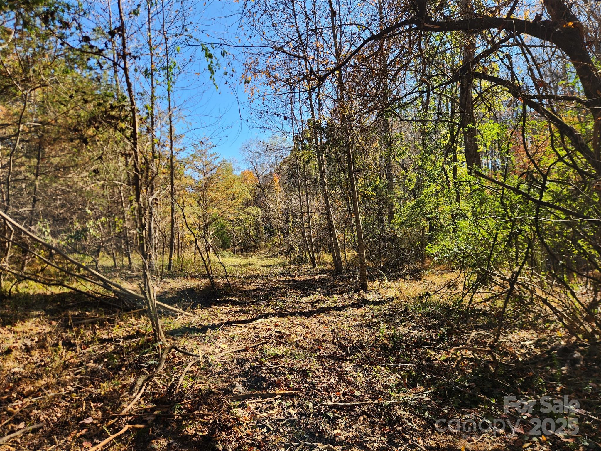 701 Moravian Falls Road Wilkesboro, NC 28697 - Photo 11 of 30 a view of a yard with plants and trees