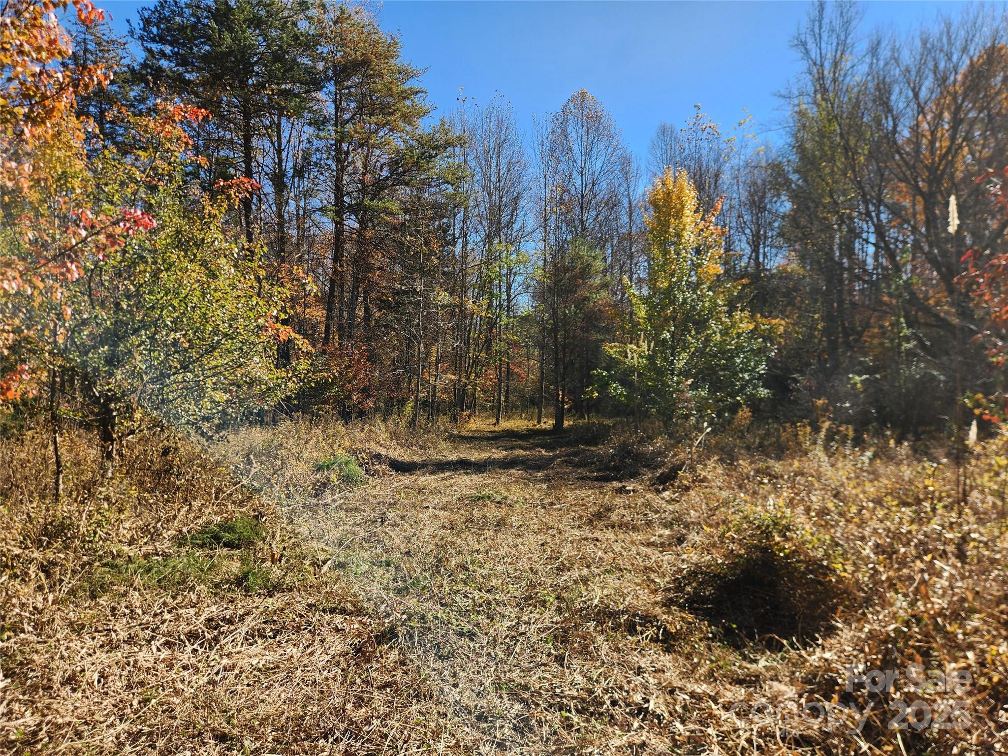 701 Moravian Falls Road Wilkesboro, NC 28697 - Photo 16 of 30 a view of a yard with large trees