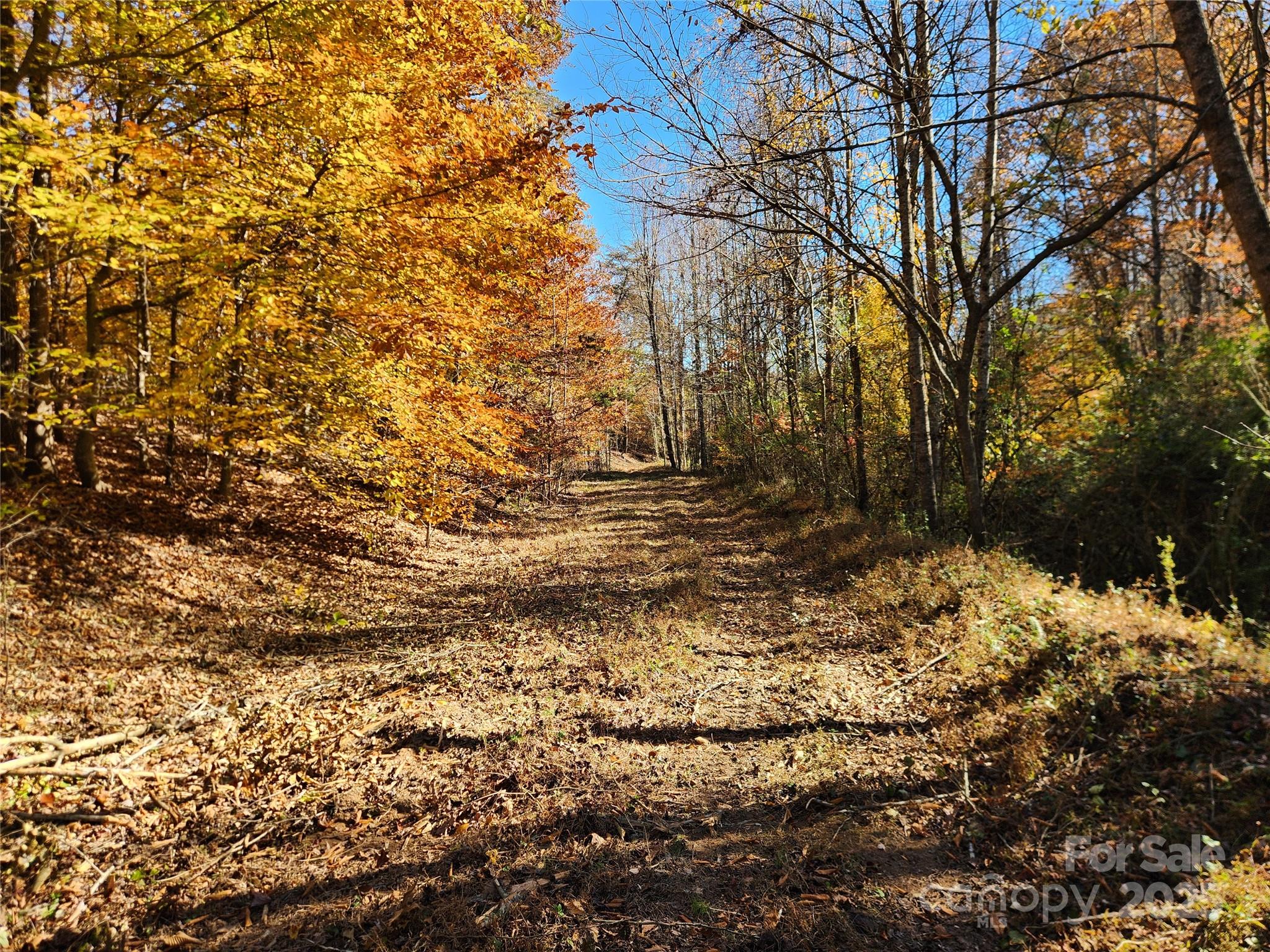 701 Moravian Falls Road Wilkesboro, NC 28697 - Photo 2 of 30 a view of a yard with a tree