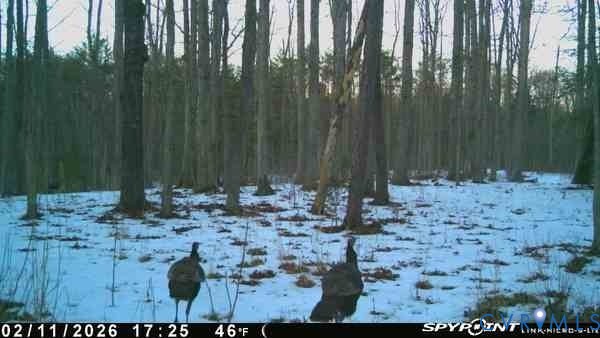 0 Davis Mill Road Goochland, VA 23063 - Photo 19 of 24 Trail camera