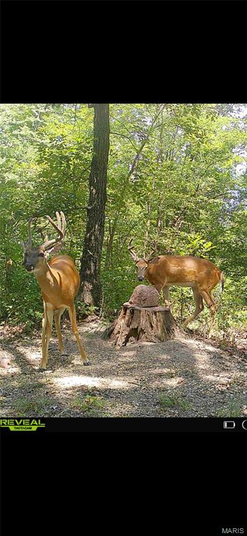6483 Wayne Rte P Lowndes, MO 63951 - Photo 23 of 37