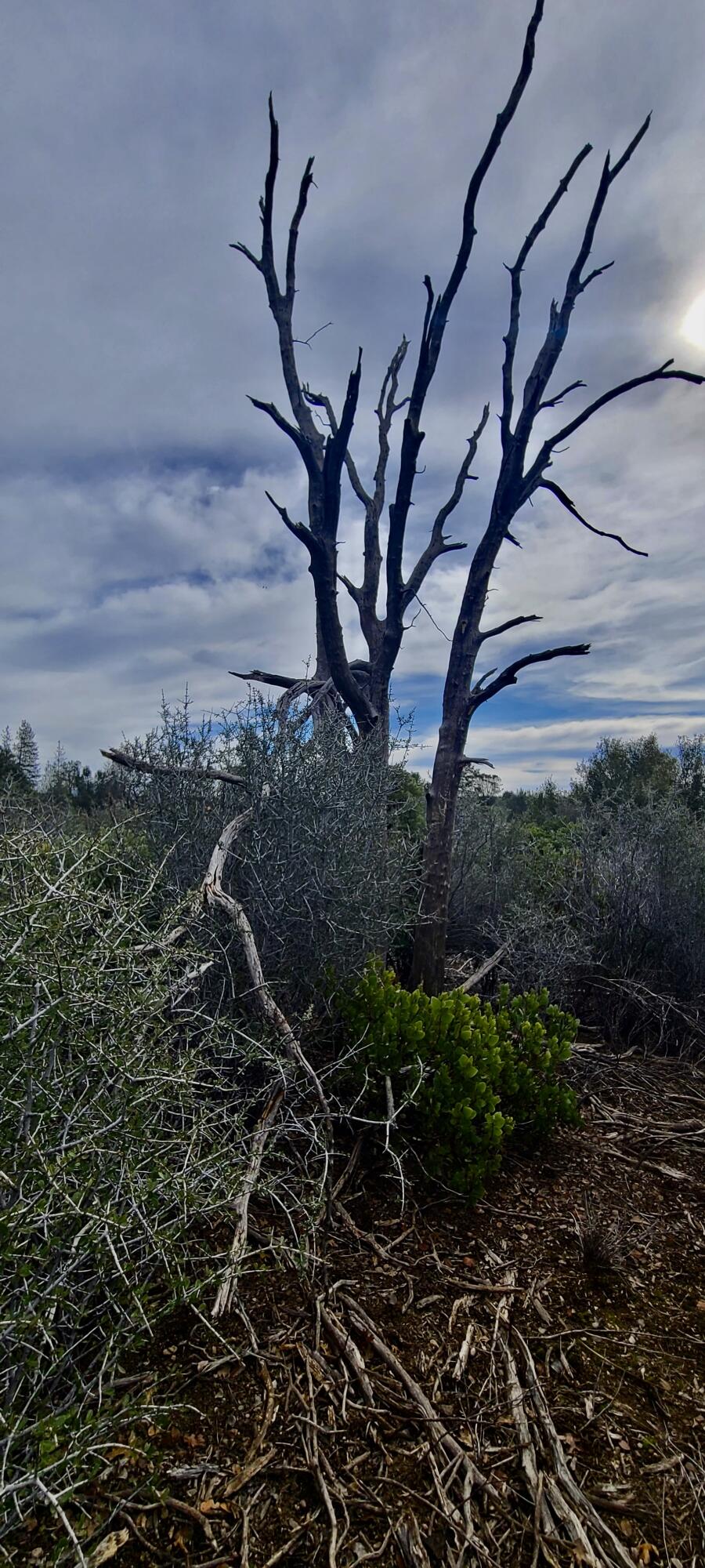 Lot 13 Battle View Manton, CA 96059 - Photo 13 of 19 a view of an outdoor space