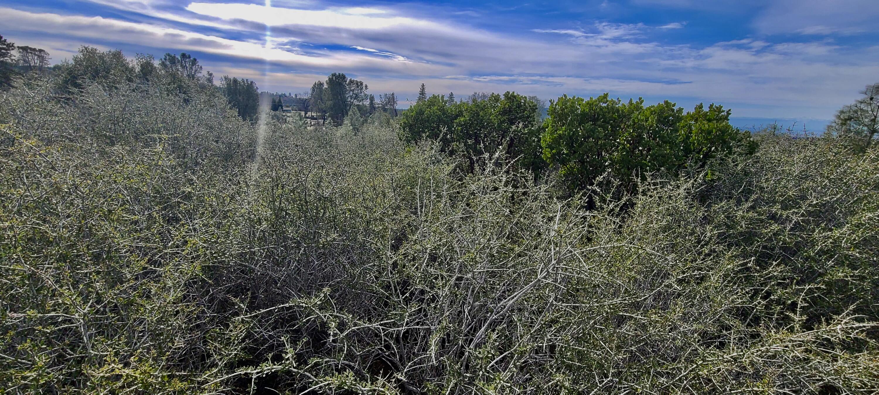 Lot 13 Battle View Manton, CA 96059 - Photo 19 of 19 a view of a city with lush green forest