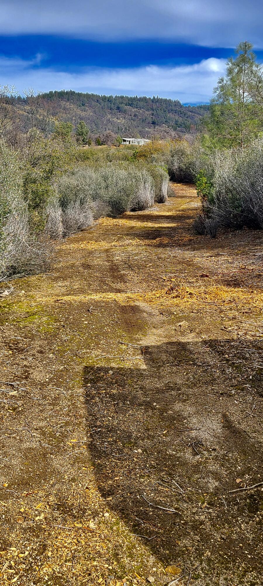 Lot 13 Battle View Manton, CA 96059 - Photo 3 of 19 a view of an ocean