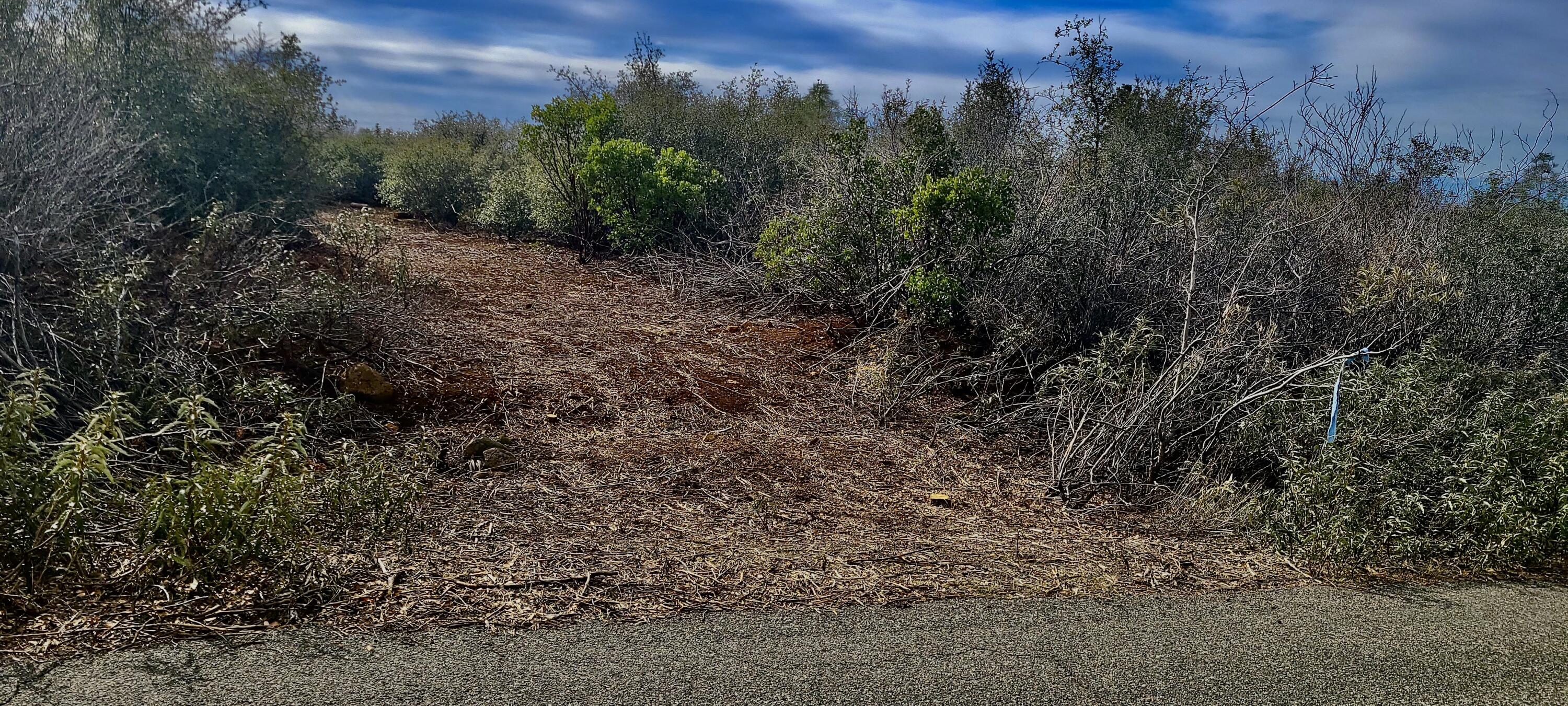 Lot 13 Battle View Manton, CA 96059 - Photo 5 of 19 a view of a yard with a tree