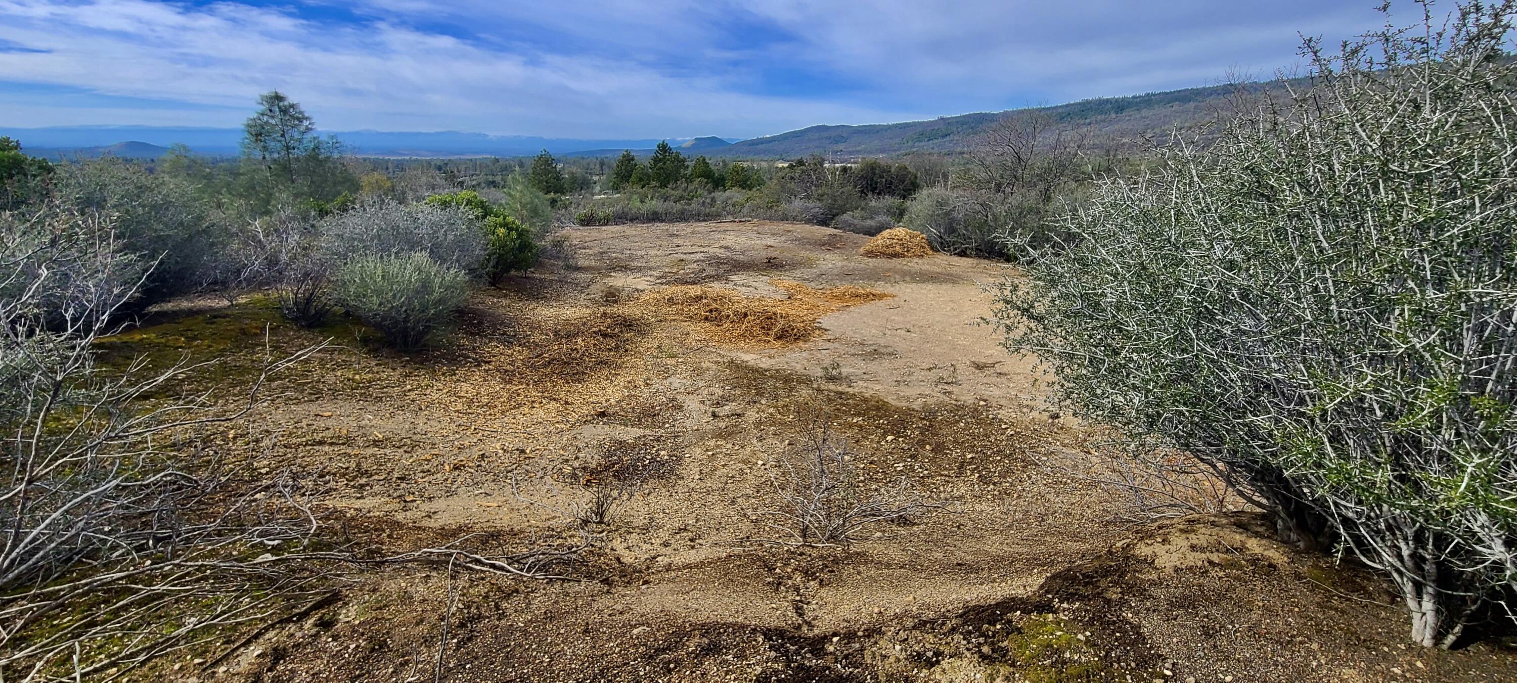 Lot 13 Battle View Manton, CA 96059 - Photo 9 of 19 a view of a yard with an trees