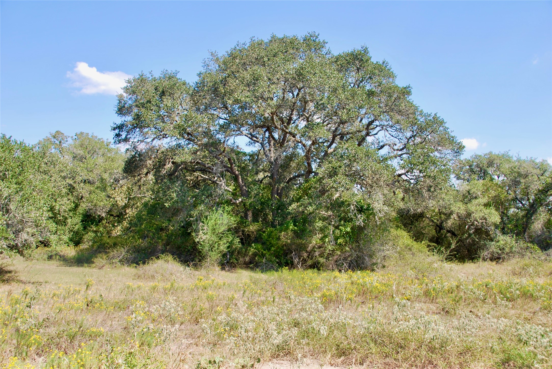 3033 County Road 18 Hallettsville, TX 77964 - Photo 46 of 50