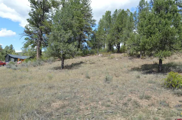 a view of a forest with trees in the background
